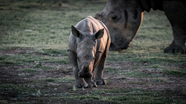 Why the death of a rhino matters